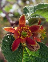 Image result for Grewia herbacea