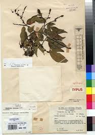 Image result for Tessmannia