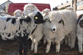 Pretul se discuta in functie de cantitate !! Targurile De Miei De Domeniul Trecutului Cat Va Costa Carnea Si De Unde O Vom Putea Cumpara