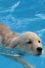 Golden Retriever Pups Swimming In The Pool For The First Time Golden Retriever Dog Breeds Dog Swimming