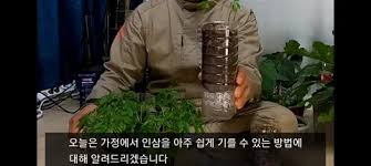 산삼 같은 인삼을 냉장고를 사용해서 가정에서 기를 수 있는 가장 쉬운 ...