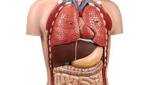 10,886 likes · 3 talking about this. Medicina Fara Practica La Umf Iasi Studentii Invata Anatomia La Muzeu Mobile