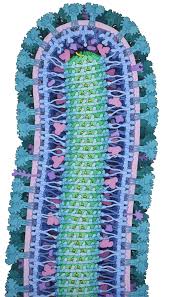 There is currently a large outbreak of ebola in western africa. Pdb 101 Goodsell Gallery Ebola Virus