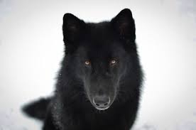 Grafika Alaska Black Dog And Dog Companion Dog Wolf Dog Dogs