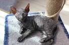 Corn-Bred Cornish Rex Cattery based in Minneapolis, MN