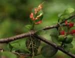 Image result for Helixanthera garciana