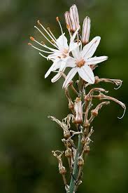 It is known in north america as fireweed, in some parts of canada as great willowherb, in britain and ireland as rosebay willowherb. Dark Nature Names House Plant Hobbyist