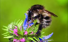 Image result for Bombus pascuorum pallidofacies