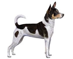 Some health problems that may occur with a rat terrier are hip and elbow dysplasia, and patellar luxation. Rat Terrier Facts Wisdom Panel Dog Breeds