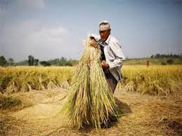 Punjab Government Seeks Rs 1 950 A Quintal Msp For Wheat The Economic Times See more of ms pathankot on facebook. punjab government seeks rs 1 950 a