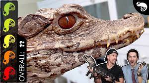 We have ultra rare captive bred cuvier's dwarf caimans for sale at the lowest online prices. Cuvier S Dwarf Caiman The Best Pet Crocodilian Youtube