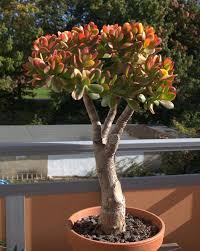 Check spelling or type a new query. Crassula Crassulaceae Jade A Branching Shrub With Stout Stems And Deep Green Shiny Succulent Leaves With Red Margins Jade Plant Bonsai Jade Tree Jade Plants