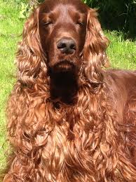 Dylan Looking Curly And Enjoying Some Early Morning Spring Sun Irish Setter Dogs Irish Setter Irish Beauty