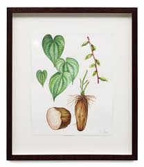 Image result for Dioscorea cayenensis