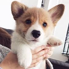 Cute Corgi Puppy Cute Corgi Puppies Funny Corgi Puppy Funny Corgi Puppies Cute Corgi Puppy Love Cute Corgi Puppy Lover Cute Corgi Puppy Lovers Cute Corgi P Tilki