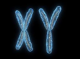 Chromosomes Definition Structure Live Science