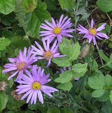 Image result for Vernonia centaureoides