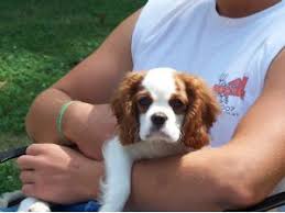 A disturbing discovery was made in illinois. Cavalier King Charles Spaniel Puppies In Illinois