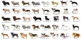 Your methods may get you the results you desire, but they are. 56 Dreams About Dogs What Does It Mean When You Dream About Dogs