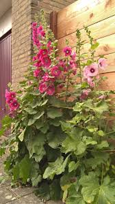 Add A Touch Of Old Fashioned Beauty With Hollyhocks Mit Bildern Hinterhof Garten Bluhende Pflanzen Bepflanzung