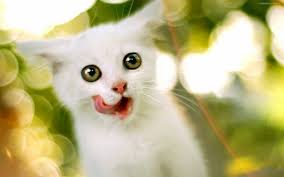 A collection of pictures of cats, many submitted by visitors like you. Cats Beautiful Wallpapers Free Cats Beautiful Wallpaper Download Wallpapertip