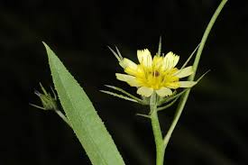 Image result for Tolpis