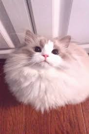 Black And White Kittens For Sale Essex Https Encrypted Tbn0 Gstatic Com Images Q Tbn 3aand9gcqknbnjqiztxixsmz2u6alojgo6tlerriqyvq Usqp Cau