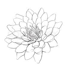 Lotus flower transparent images (3,014). Outline Lotus Flower On White Stock Vector Colourbox