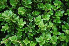 12 Different Types Of Boxwood Shrubs Home Stratosphere