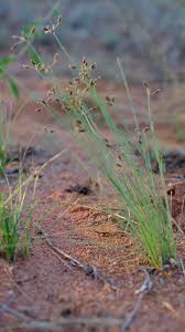 Image result for Bulbostylis hispidula