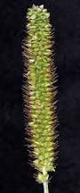 Image result for Setaria pumila