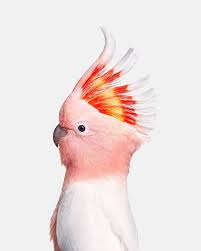 Pin On Animal Reference Pics