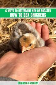 So would you like to know how to make a chicken dust bath? How To Sex Chickens 6 Ways To Determine Hen Or Rooster