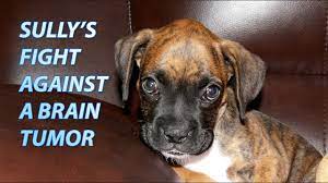 The symptoms of a brain tumor depend on tumor size, type studies have found the following risk factors for brain tumors Dog With Brain Tumor Symptoms Diagnosis Treatment Week 1 Youtube
