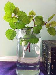 Live Swedish Ivy Plant In Glass Vase Grow A Houseplant And Clean The Air Of Toxins In Your Home Plant In Glass Ivy Plants Plants