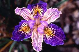 See 139 traveler reviews, 93 candid photos, and great deals for pension gessert, ranked #2 of 14 b&bs / inns in keetmanshoop and rated 4.5 of 5 at tripadvisor. Examine The Hybridization Of Irises By George Gessert Digital Studio Project Development