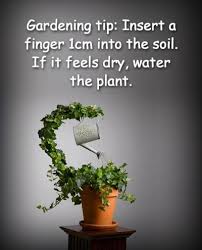 All offer a fully functional kitchen, a private bath as well as fully at plant memorial home we listen to our residents. Tree Planting Memorial Quotes Quotesgram