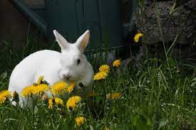 Roger Rabbit With The Dandelions Roger Rabbit Rabbit Dandelion Wish