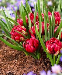 Pin On Tulip Double Peony