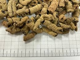 Image result for Morinda angolensis