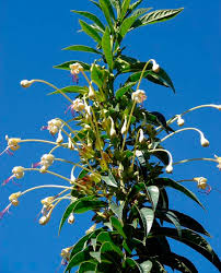 Image result for Clerodendrum fuscum