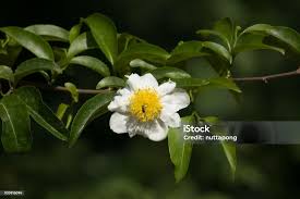 Image result for Oncoba