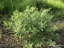 Image result for Tephrosia lurida