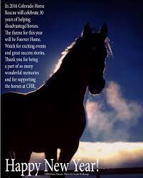 Pin By Colorado Horse Rescue On Horses And Holidays Horse Rescue Horses Success Stories