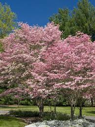 The pink variations include cornus florida var. Dogwood Tree Planting Care Varieties And Facts Landscape Trees Landscaping Trees Dogwood Trees