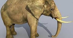 All 3d Models Free 3d All Download Page 2 3d Model Elephant Model