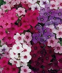 Summer Majesty Hybrid Phlox Seeds And Plants Annual Flower Garden At Burpee Com Phlox Flowers Annual Flowers Container Flowers