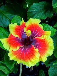 Gorgeous Flowers Garden Love Unusual Flowers Beautiful Flowers Flower Seeds