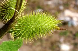 Image result for Xanthium