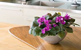 The soil for the plant should be kept slightly damp. 11 Of The Best Indoor Plants For Serial Plant Killers Insurance Solved Blog Budget Direct